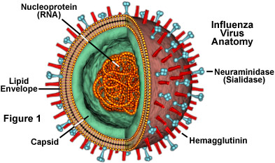 anatomy-of-flu-virus